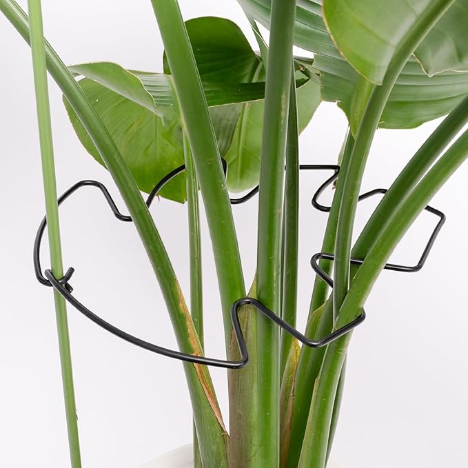 Yohsnor 5PCS Black Monstera Plant Stem Support 9x7.6in - Adjustable & Durable Indoor Plant Stake for Cactus and Climbing Plants - Ideal Leaf Support for Gardening & Home Decor