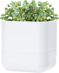 Phoenix Vine 6.5 Inch Wall Mounted Self-Watering Planter Pot for Indoor Houseplants and Herbs | Hanging Planter for Window Sills, Bathroom Walls, Home & Office Décor, White, Set of 1, 01-C-D-1