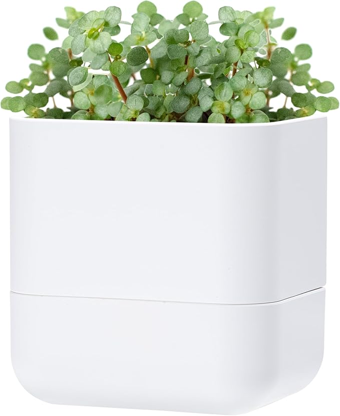 Phoenix Vine 6.5 Inch Wall Mounted Self-Watering Planter Pot for Indoor Houseplants and Herbs | Hanging Planter for Window Sills, Bathroom Walls, Home & Office Décor, White, Set of 1, 01-C-D-1