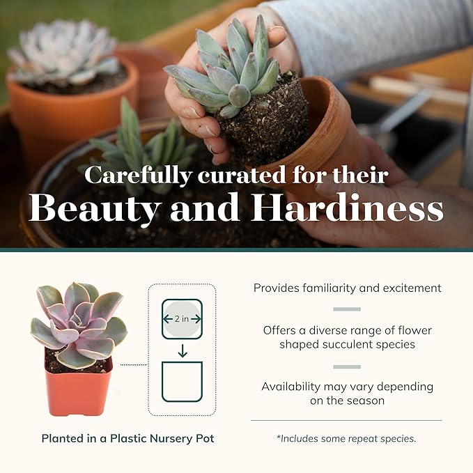 Shop Succulents Rosette Succulent Plant Pack Bulk Collection - Live Mini Succulent Plants, Low Maintenance, Floral Shaped Mix of Colors & Textures - Wedding and Party Favors, Gift & Garden, Pack of 20
