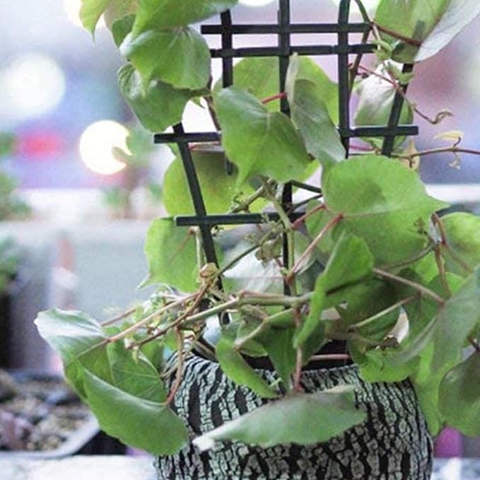 4 Pack Plant Stakes for Indoor Plants, 10 Inch Sturdy Small Heavy Duty Small Plant Trellis,Plastic Stackable Rustproof Indoor Trellis for Vine Flower Houseplant Rose Ivy Monstera Hoya