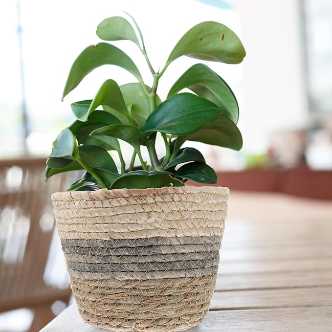 Angoily Round Wicker Plant Basket 2PCS Seagrass Rattan Flower Plant Pots Basket Planters Decorative Woven Flowerpots Wastes- Desktop Floor Weaving