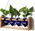 Heart Plant Terrarium Kit Gift for Women Plant Lover Glass Vases