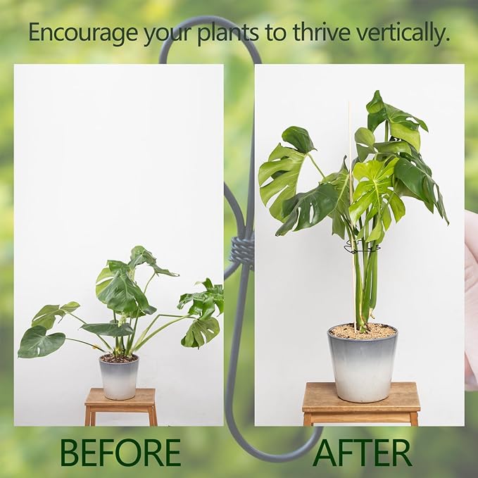 Yohsnor Monstera Plant Stem Support Set of 5 - Durable Stabilizers for Monstera and Climbing Plants - Ideal for Plant Lovers and Garden Care