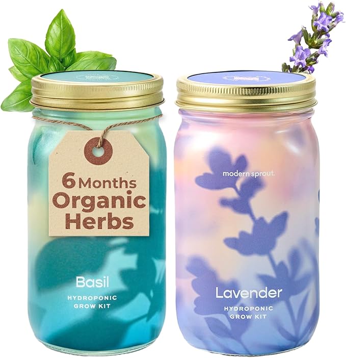 Modern Sprout New & Improved Mason Jar Grow Set, Indoor Herb Garden, Seed Starter Set, Sprouting Jar Planter, Organic Seeds, Hydroponic Growing (Basil + Lavender)
