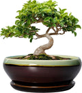 SQOWL Bonsai Pots 8 Inch - Ceramic Succulent Planters with Drainage Hole and Tray, Round Shallow Planter for Indoor Plants, Ceramic Planter Bowl Outdoor, Living Room Decor, Garden Gift, Green-Brown