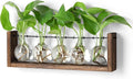 YIBOT Wall Hanging Glass Planter Plant Propagation Vase for Indoor Home Office Living Room Decor Gifts, Plant Terrarium with Wooden Stand-5 Bulb Glass Vases