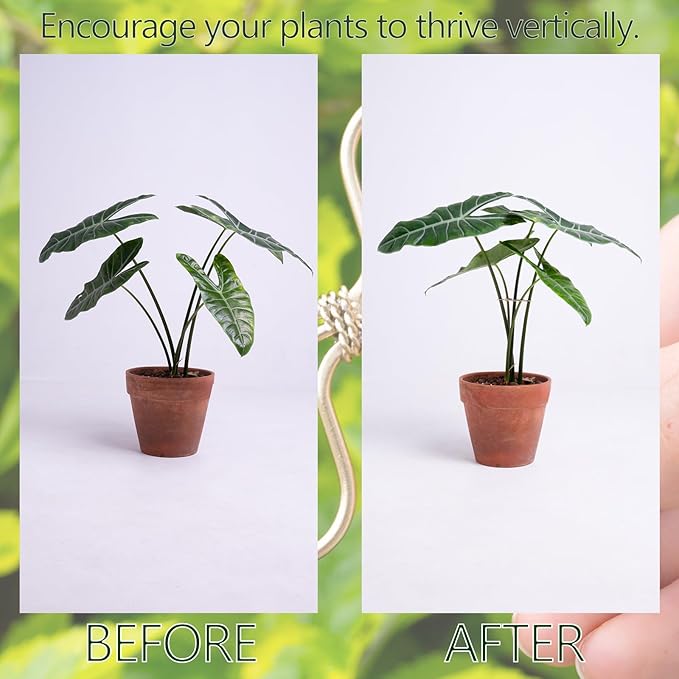 Yohsnor Monstera Plant Stem Support Set - 5 Durable Stabilizers (2.75"x2.75") for Indoor Plants, Leaf Holder & Cactus Stake - Keep Monstera Healthy & Upright - Ideal Gift for Plant Lovers