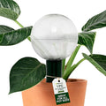 Blumat Clear Globes Single Pack - Automatic Watering Stake with a Beautiful Look