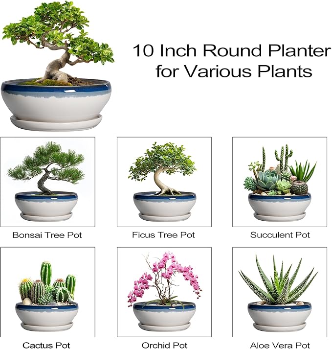 SQOWL Bonsai Pots - 10 Inch Ceramic Pots for Succulents Indoor, Shallow Planter with Drainage Hole and Saucer, Round Succulent Planters Bowl, Kitchen Decor, Housewarming Gifts, Blue Off-White
