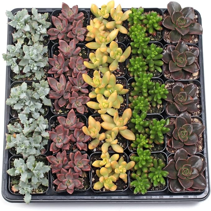 Mountain Crest Gardens Assorted Succulents Bulk Pack - 25 Live Plants in 2 Inch Pots - Real Indoor/Outdoor Succulents for DIY, Gifts, Weddings, and Home Decor