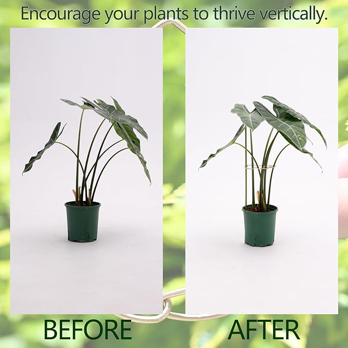 Yohsnor Monstera Plant Stem Support System - 5 Piece Set (5.5x4.7in) | Durable Plant Support Stakes for Climbing Plants & Fishbone Cactus | Ideal Leaf Stabilizer for Indoor Plants & Monstera Care