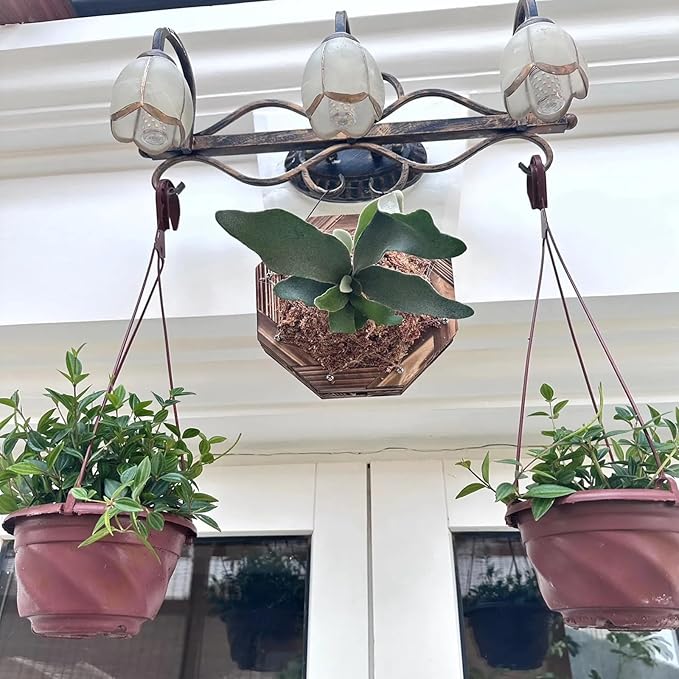 Staghorn Fern Mounting Kit - Wood Wall Planter for Orchids,Herbs & Indoor Plants | Hanging Plant Holder,Basket & Stand for Wall Decor(8.18inch)