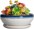 SQOWL Succulent Planters 6 Inch - Ceramic Bonsai Pots with Drainage Hole and Saucer, Round Shallow Planter for Indoor Plants, Ceramic Cactus Pot, Apartment Decor, Gifts for Women, Blue Off-White