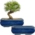 Villa Como Succulent Planters Bonsai Pots for Live Bonsaii Trees Set of 2, 8.7" Large Ceramic Shallow Pot for Succulents Indoor with Drainage Hole, Outdoor Cactus Plant Bonsai Pots, Ceramic Flower Pot