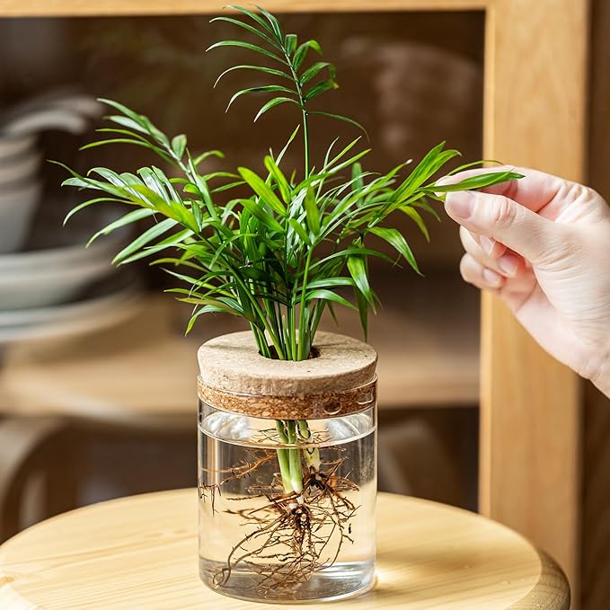 Plant Propagation Stations for Plants, 2 Size Glass Propagation Vases for Propagating Hydroponic Indoor Home Office Decor, Tabletop Glass Planter Gift for Plant Lovers (12)