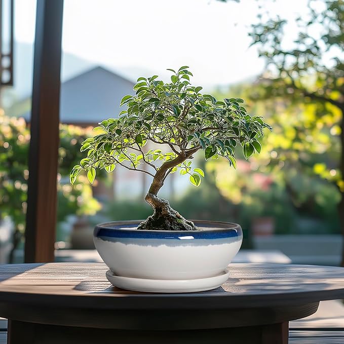 SQOWL Bonsai Pots Ceramic - 8 Inch Succulent Planters Indoor, Succulent Pot with Drainage Hole and Tray, Shallow Ceramic Plant Pot, Round Bowl Planter, Porch Decor, Gardening Gift, Blue Off-White