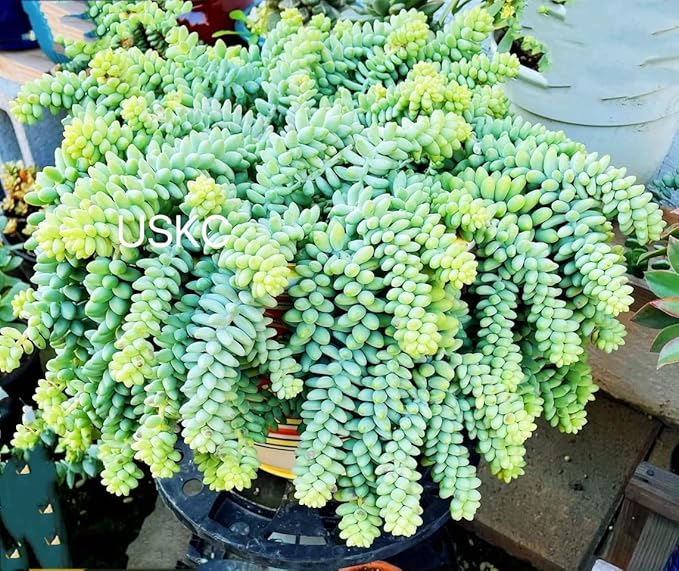 Live Succulent Plants from USKC (Two 2" Pot Set) (Sedum Morganianum Burrito/Donkey Tail)