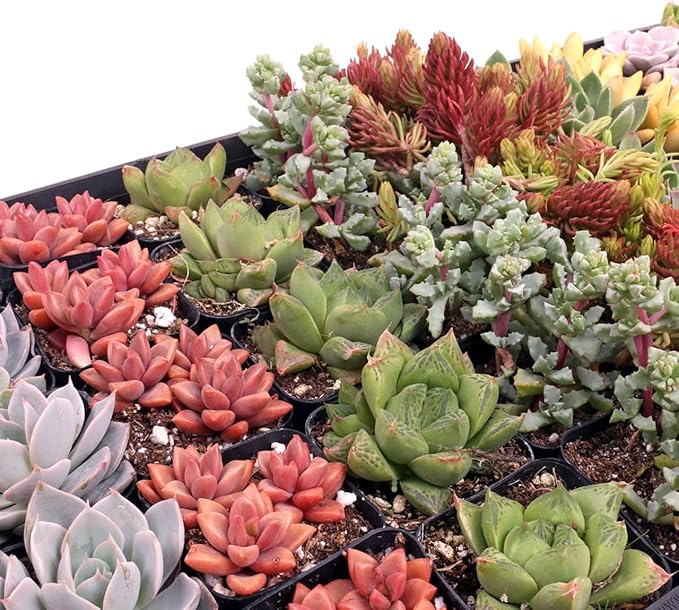 Mountain Crest Gardens Assorted Succulents Bulk Pack - 50 Live Plants in 2 Inch Pots - Real Indoor/Outdoor Succulents for DIY, Gifts, Weddings, and Home Decor