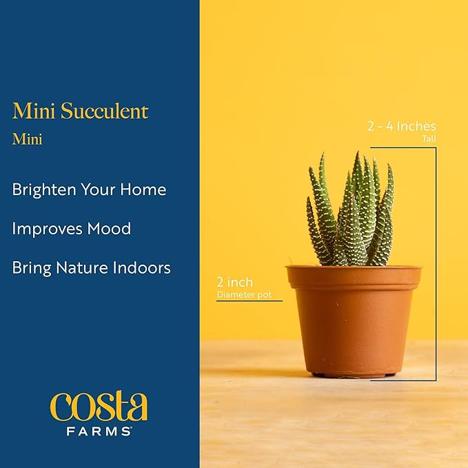 Costa Farms Mini Succulent Live Plants (24-Pack), Tiny Succulents in Decorative Pots, Easy Care Indoor Desk Houseplants, Party Favors, Wedding or Baby Shower, Home or Office Decor Gift