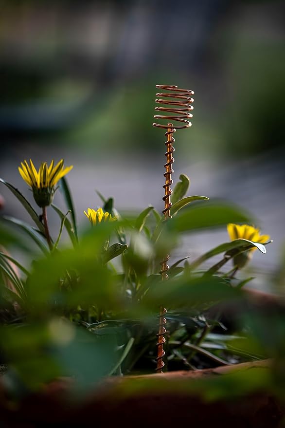 Electroculture Grows 24" Long Solid Copper Forever Stake Traditional Plant Stakes Pack of 5 - Wrapped with Pure Solid Copper Wire