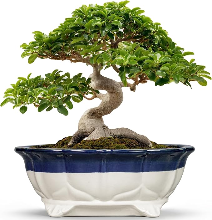 Ceramic Bonsai Tree Pots - 13.2 Inch Succulent Pots with Drainage Hole, Large Succulent Planters for Indoor Outdoor Plants, Shallow Bonsai Planter, House Decor, Gardening Gift, Oval Beige-Blue