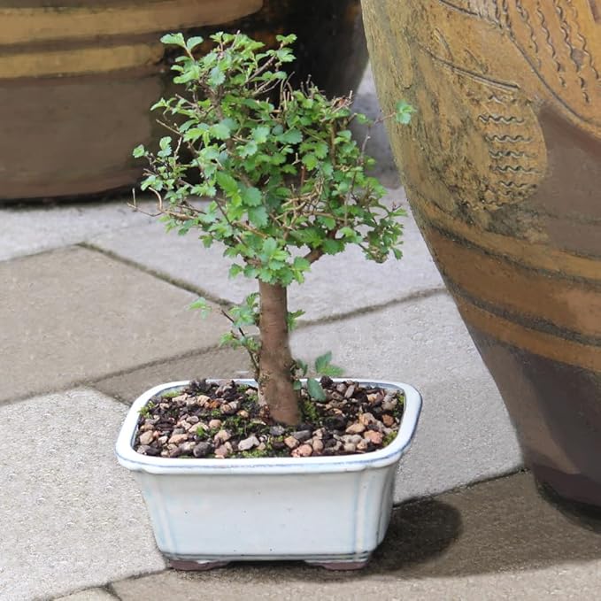 Brussel's Bonsai Live Chinese Elm Bonsai Tree, Outdoor - Small, 5 Years Old, 6 to 8 inches Tall - Includes Decorative Ceramic Bonsai Pot