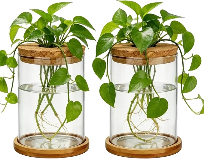 Glass Plant Propagation Stations, 2PCS Hydroponic Vases with Wooden Lid and Bamboo Stand for Plant Growing, Home & Office Decor