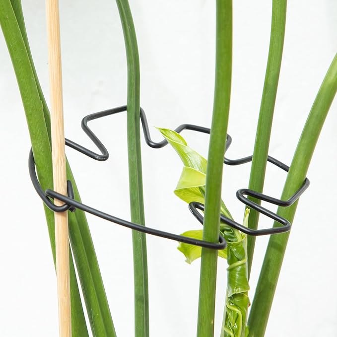 Yohsnor Monstera Plant Stem Support Set of 5 - Durable Stabilizers for Monstera and Climbing Plants - Ideal for Plant Lovers and Garden Care