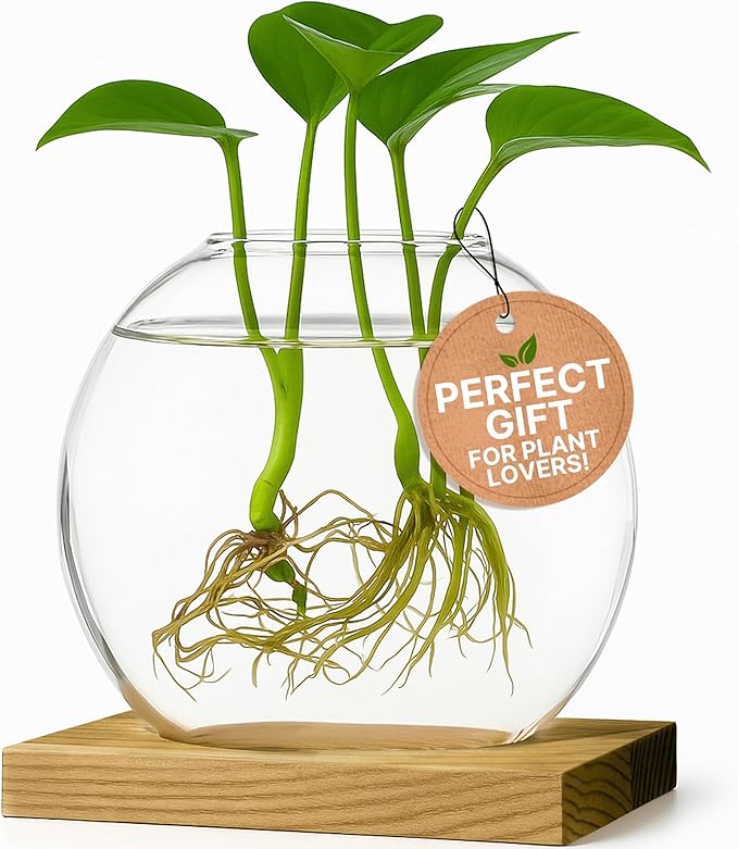 Single Glass Propagation Station with Wooden Base – Hydroponic Plant Terrarium for Home & Office | Ideal Christmas, New Year & Birthday Gift for Plant Lovers, Moms | Desktop Windowsill Planter Vase