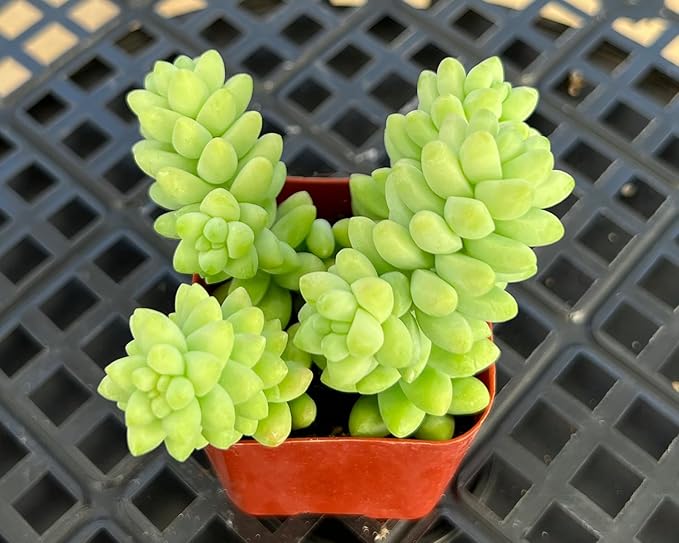 Sprout N Green Green Succulents Collection, 3 Live Succulent Plant Fully Rooted in 2 inch Starter Pot, Home Office Indoor Outdoor Wedding Decoration DIY Projects Party Favor