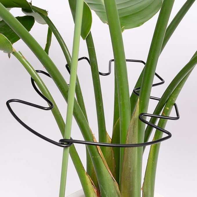 Yohsnor 5PCS Black Monstera Plant Stem Support 9x7.6in - Adjustable & Durable Indoor Plant Stake for Cactus and Climbing Plants - Ideal Leaf Support for Gardening & Home Decor