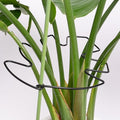 Yohsnor 5PCS Black Monstera Plant Stem Support 9x7.6in - Adjustable & Durable Indoor Plant Stake for Cactus and Climbing Plants - Ideal Leaf Support for Gardening & Home Decor