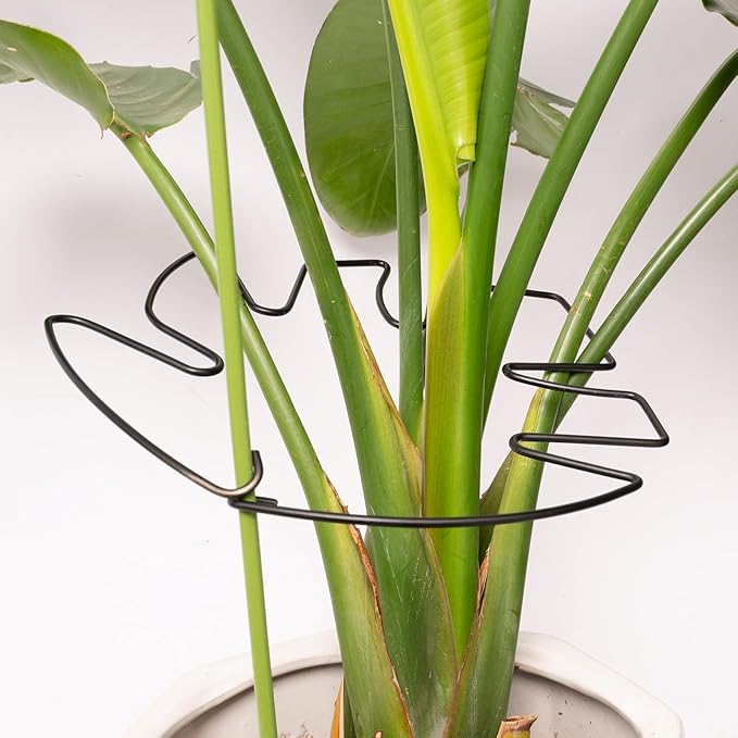 Yohsnor 5PCS Monstera Plant Stem Support - 11 * 9.4 Inches, Durable Metal Stake Holder, Adjustable for Indoor Plant Leaf Support. Gentle Clips for Enhanced Stability for Plant Lovers!