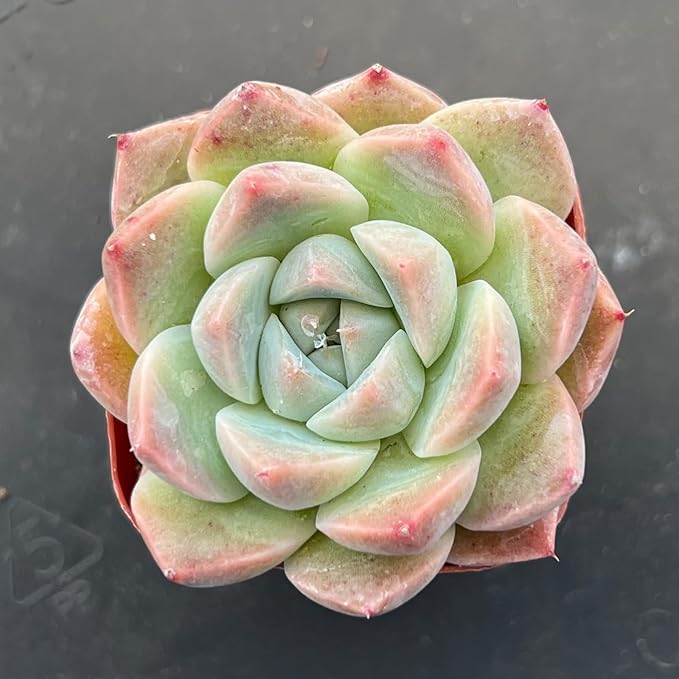 Sprout N Green Pink Succulents Collection, 3 Live Succulent Plant Fully Rooted in 2 inch Starter Pot, Home Office Indoor Outdoor Wedding Decoration DIY Projects Party Favor