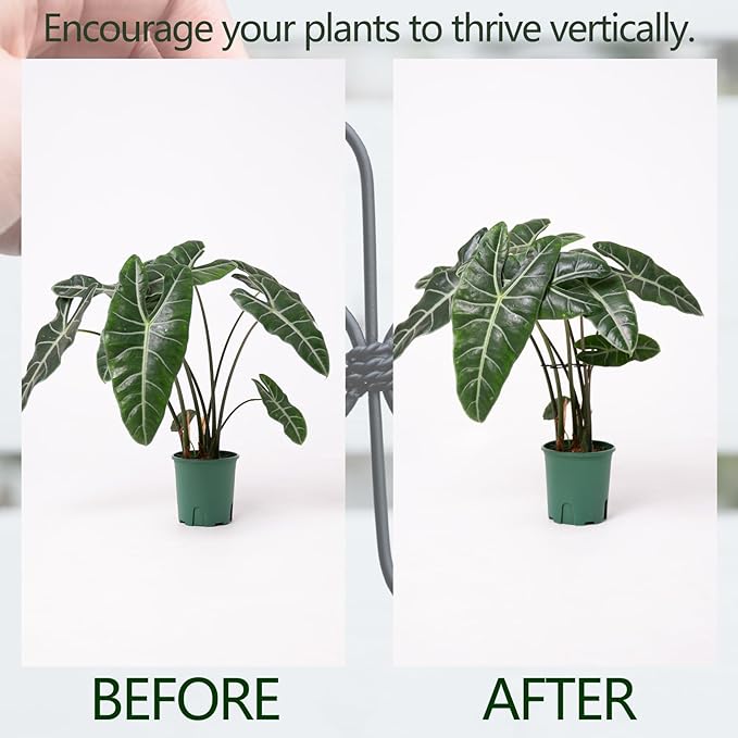 Yohsnor Monstera Plant Support Hook - 4.1x4.1IN 5PCS, Durable Adjustable Stem Support System, Gentle Protection for Monstera and Fishbone Cactus, Professional Indoor Plant Stabilizer
