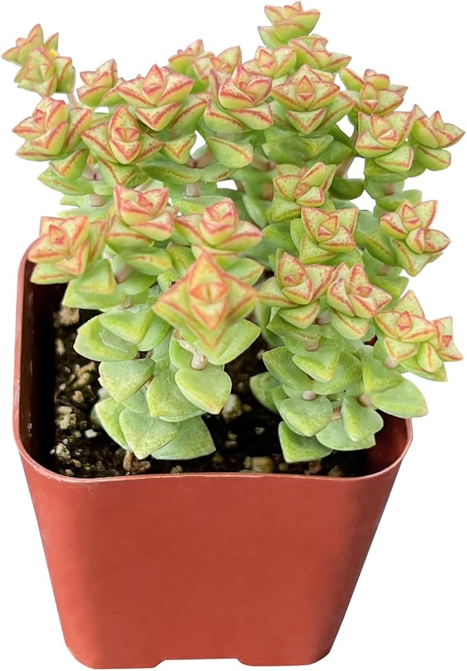 Sprout N Green Crassula Succulent Collection, 3 Live Succulent Plant Fully Rooted in 2in Starter Pot, Home Office Indoor Outdoor Wedding Decoration DIY Projects Party Favor, Must Keep Away from Pets