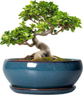 SQOWL Bonsai Pots 10 Inch - Large Ceramic Succulent Pots, Shallow Planter with Drainage Hole and Saucer, Round Planter for Indoor Outdoor, Bowl Planters, Patio Decor, Gifts for Plant Lover, Blue