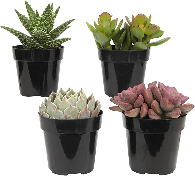 Altman Plants, Live Succulents Plants Live Houseplants (4PK), Succulent Plant Lover Gifts, Live Indoor Plants in Potting Soil, Live Plants Indoor Cactus Plants Live Succulent Plants Live House Plants
