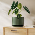 LE TAUCI Ceramic Pots for Plants, 8 Inch Plant Pot with Drainage Hole & Saucer, Modern Planters for Indoor Plants, Round Flower Pot for Snake Plant, Monstera, Perfect for Home Decor, Forest Green