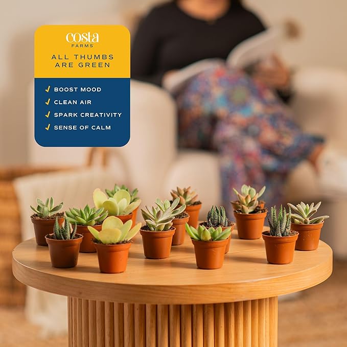 Costa Farms Mini Succulent Live Plants in Plastic Pots, Easy to Maintain Indoor Succulents, Houseplants for Home, Room, or Office Decor, House Warming or Party Favors, 2-3.5 Inches Tall, Pack of 12