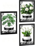 WGFKVAS Wall Plant Holder Set of 3, Picture Frame Plant Holder, Rustproof Holder Metal Modern Style Home Gardening Wall Decor for Living Room Bedroom, Entryway, Black