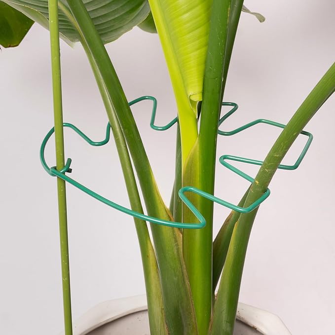 Yohsnor 5PCS Green Monstera Plant Stem Support - 11x9.4 Adjustable Fishbone Cactus Stake Holder, Durable, Sturdy Design, Easy Installation, Gentle Grip for Indoor Plants