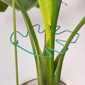Yohsnor 5PCS Green Monstera Plant Stem Support - 11x9.4 Adjustable Fishbone Cactus Stake Holder, Durable, Sturdy Design, Easy Installation, Gentle Grip for Indoor Plants