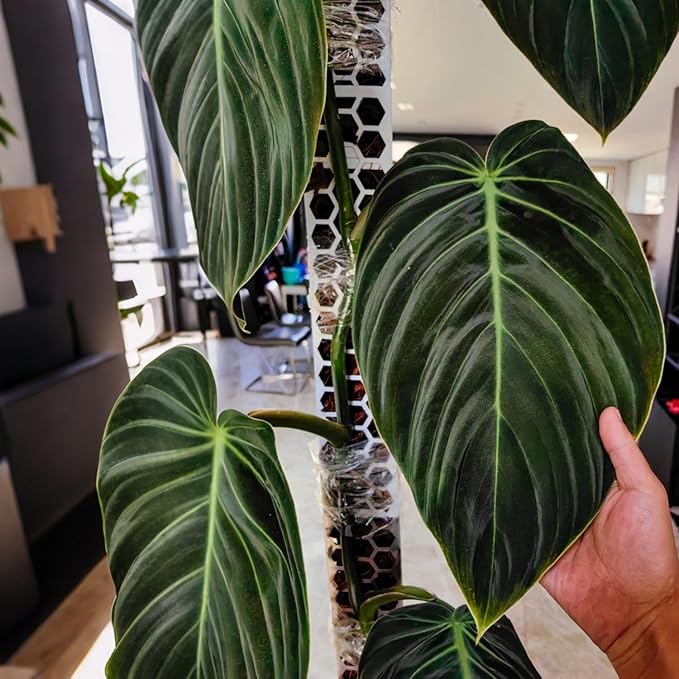4 Pack Stackable Plastic Moss Poles for Indoor Climbing Plants -Plant Support Stakes for Monstera, Pothos & Philodendron - Indoor Garden Poles for Vertical Growth & Moss Wrapping