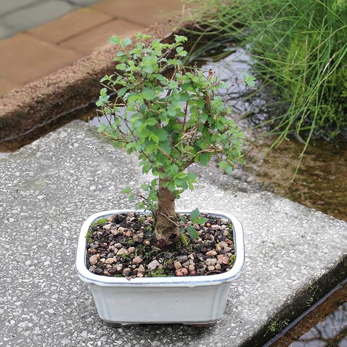 Brussel's Bonsai Live Chinese Elm Bonsai Tree, Outdoor - Small, 5 Years Old, 6 to 8 inches Tall - Includes Decorative Ceramic Bonsai Pot