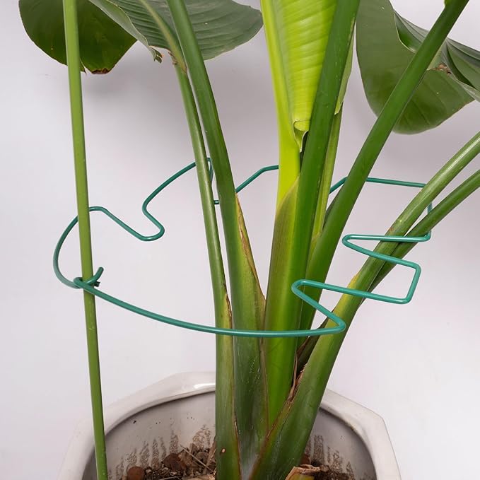 Yohsnor 5PCS Monstera Plant Support Stem 9 x 7.6 in- Durable Stabilizer Set for Indoor Climbing Plants, Holders for Enhancing Growth, Ideal Gift for Plant Lovers, Fishbone Cactus Stake Garden Tool