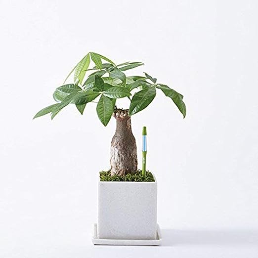 IPPINKA Sustee Aquameter, Bundle of 12, House Plant Soil Moisture Meter, Best for Indoor Potted Plants - Medium Green Refillable
