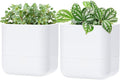 Phoenix Vine 6.5 Inch Wall Mounted Self-Watering Planter Pot for Indoor Houseplants and Herbs | Hanging Planter for Window Sills, Bathroom Walls, Home & Office Décor, White, Set of 2, 01-C-D-2