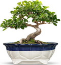 11 Inch Succulent Planters - Ceramic Bonsai Pots with Drainage Hole, Bonsai Planter for Indoor Outdoor Plants, Large Shallow Planter, Patio Garden Decor, Gifts for Plant Lover, Oval Beige-Blue